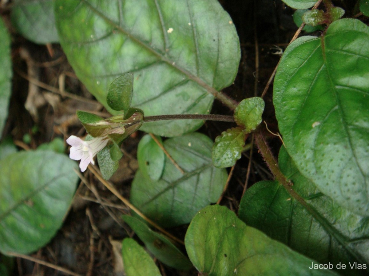 Strobilanthes reptans (G.Forst.) Moylan ex Y.F.Deng & J.R.I.Wood